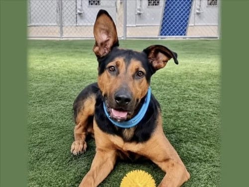 Photo of Sampson, adoptable senior German Shepherd Dog in San Pedro, California