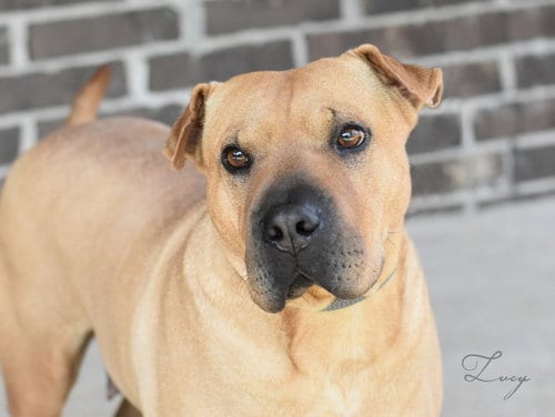 Photo of Lucy 2, adoptable senior Shar Pei in Brewster, New York