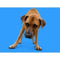 Photo of Hank, adoptable senior Terrier (Unknown Type, Medium) in Doral, Florida