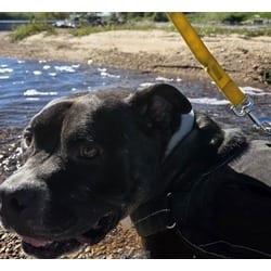Photo of Roswell, adoptable senior American Pit Bull Terrier in Brighton, Colorado