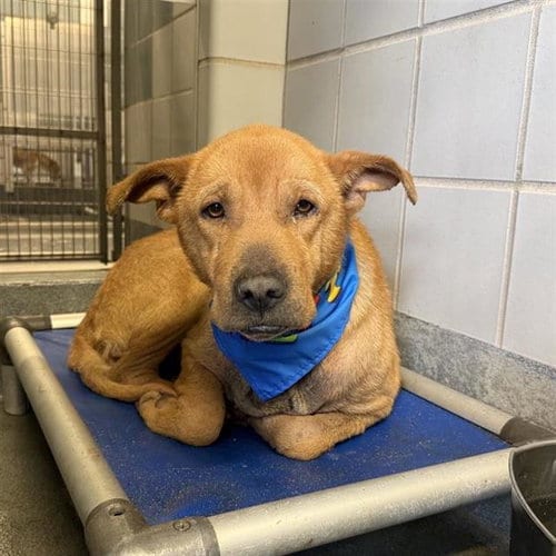 Photo of Leonard, adoptable senior Labrador Retriever in San Antonio, Texas