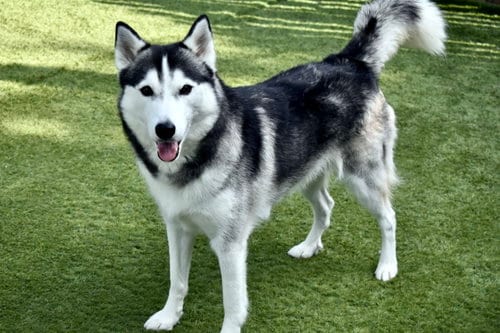 King, adoptable senior Siberian Husky in Sarasota, FL