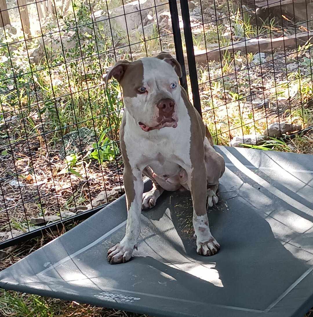 Photo of Coffee, adoptable senior American Staffordshire Terrier in Kempner, Texas