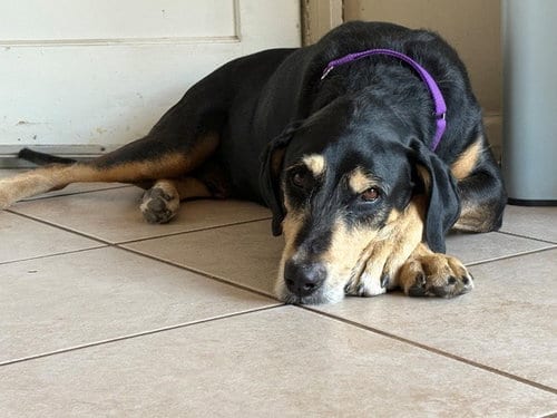Photo of Ruger, adoptable senior Black and Tan Coonhound in Santa Cruz, California