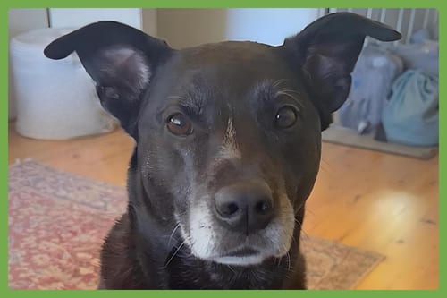 Photo of Nola, adoptable senior American Pit Bull Terrier in Amherst, Massachusetts