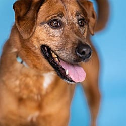 Photo of Zelda, adoptable senior Retriever (Unknown Type) in Pegram, Tennessee