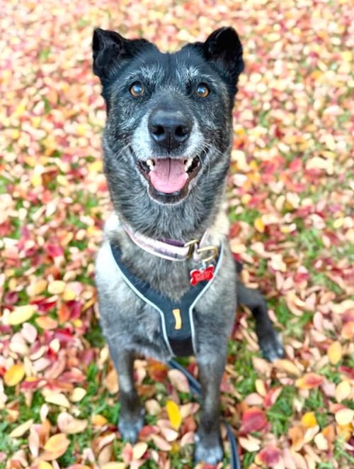 Photo of August, adoptable senior Belgian Shepherd Malinois in San Diego, California