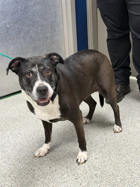 Photo of Kaleighsi, adoptable senior American Staffordshire Terrier in Pasadena, Texas