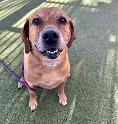 Photo of Kenai, adoptable senior Basset Hound in Las Vegas, Nevada