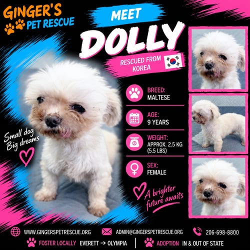 Photo of Dolly From Korea, adoptable senior Maltese in Federal Way, Washington