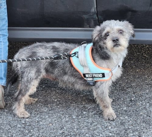 Photo of Yanni, adoptable senior Wirehaired Fox Terrier in Walnutport, Pennsylvania