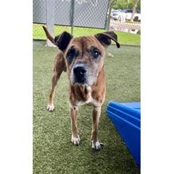 Photo of Justin, adoptable senior Terrier (Unknown Type, Medium) in Doral, Florida