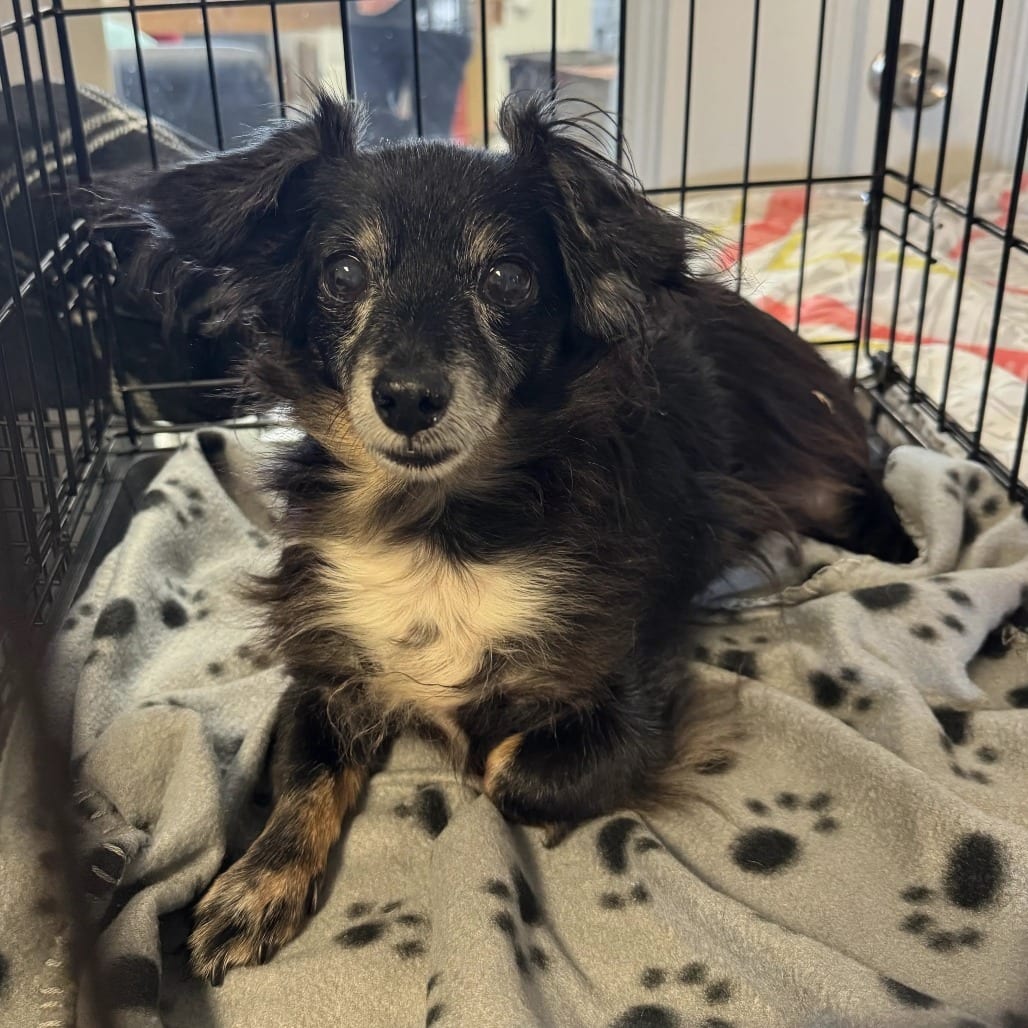 Photo of Lucky, adoptable senior Chihuahua, Long Coat in St. Charles, Missouri