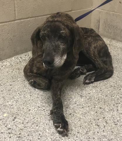 Photo of Myrtle, adoptable senior German Shepherd Dog in Conroe, Texas