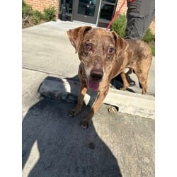 Photo of Binx, adoptable senior Mixed Breed (Medium) in Baton Rouge, Louisiana