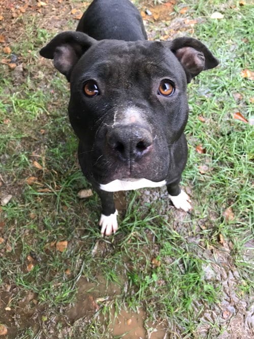 Flower, adoptable senior American Staffordshire Terrier in Jackson, MS