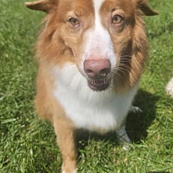 Photo of Reagan, adoptable senior Australian Shepherd in Union Grove, Wisconsin