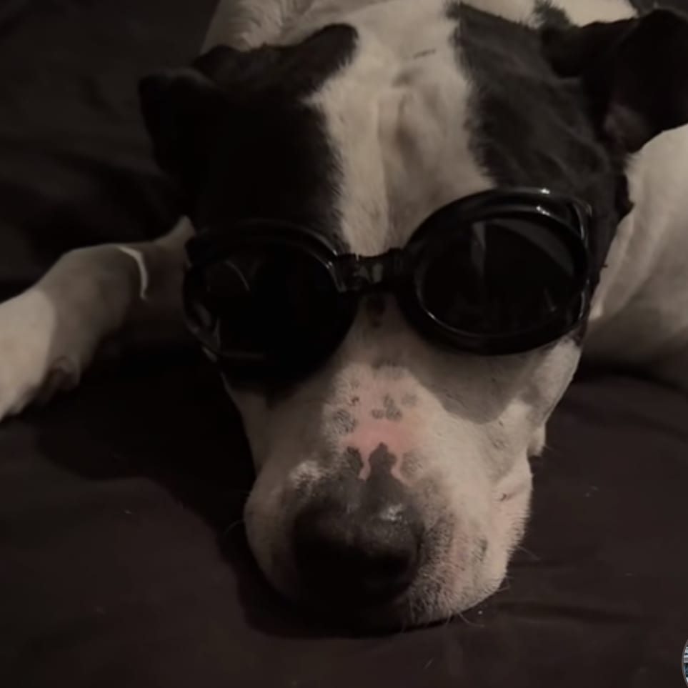 Photo of Malcolm, adoptable senior Terrier, American Pit Bull / Mix in Houston, Texas