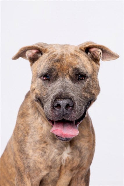 Photo of Tank, adoptable senior Bulldog in Miami, Florida