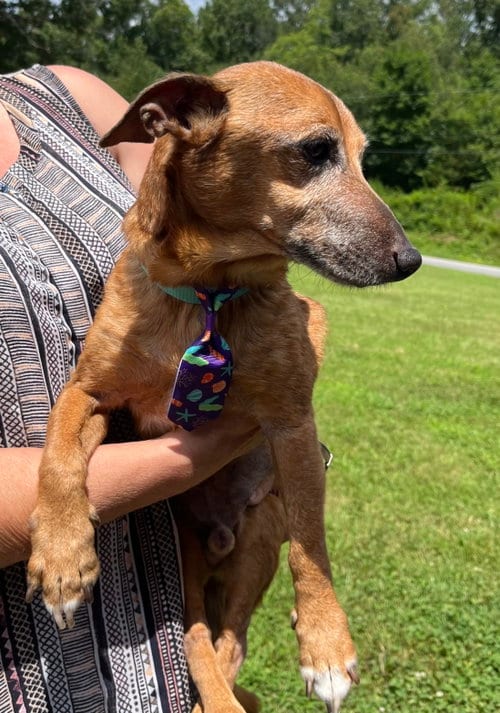 Photo of Frederick, adoptable senior Dachshund in Rural Hall, North Carolina