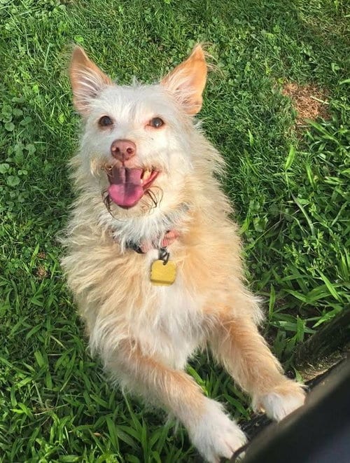 Photo of Kym's Ginger TX, adoptable senior Terrier in Boonton, New Jersey