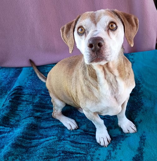 Max Lucas -, adoptable senior Beagle in Apple Valley, CA