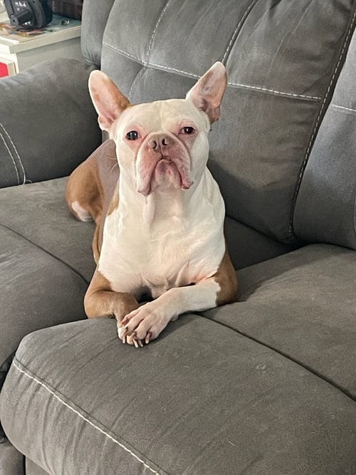 Photo of Astro, adoptable senior Boston Terrier in Miami, Florida