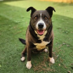 Photo of Oreo Cookie JuM, adoptable senior Labrador Retriever Border Collie in Richfield, Minnesota