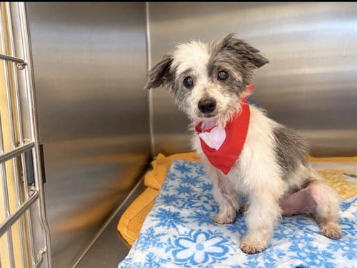 Photo of Dr. Thomas, adoptable senior Shih Tzu in Orange, California