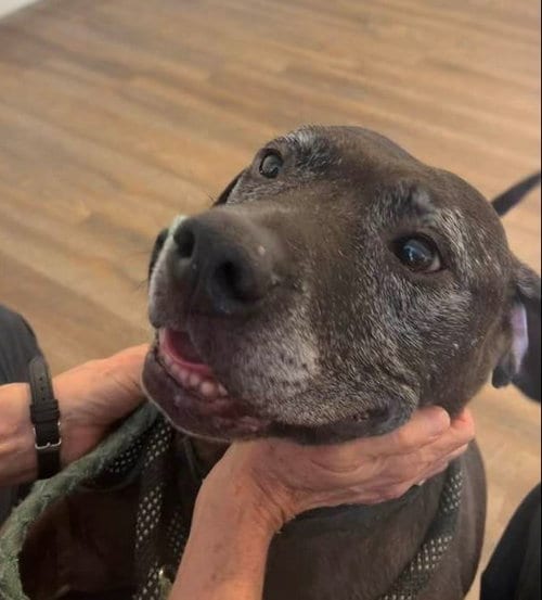 Photo of Drako, adoptable senior Boxer in Roswell, Georgia