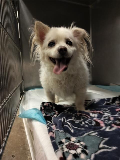 Photo of Casper, adoptable senior Tibetan Terrier in Chatsworth, California