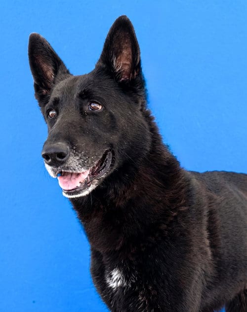 Photo of Nate, adoptable senior German Shepherd Dog in Pasadena, California