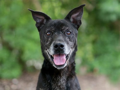 Photo of Ledger, adoptable senior Labrador Retriever in Tavares, Florida