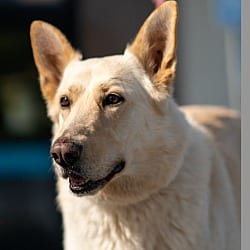 Photo of Cochise, adoptable senior German Shepherd Dog in Boulder, Colorado