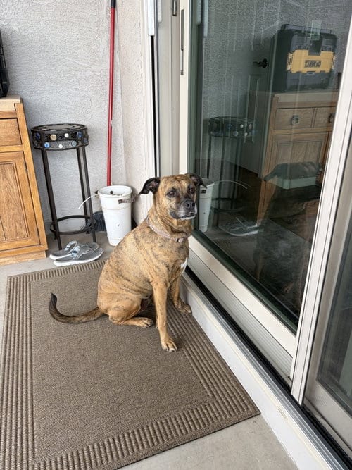 Photo of Honey #15, adoptable senior Shepherd in Chandler, Arizona