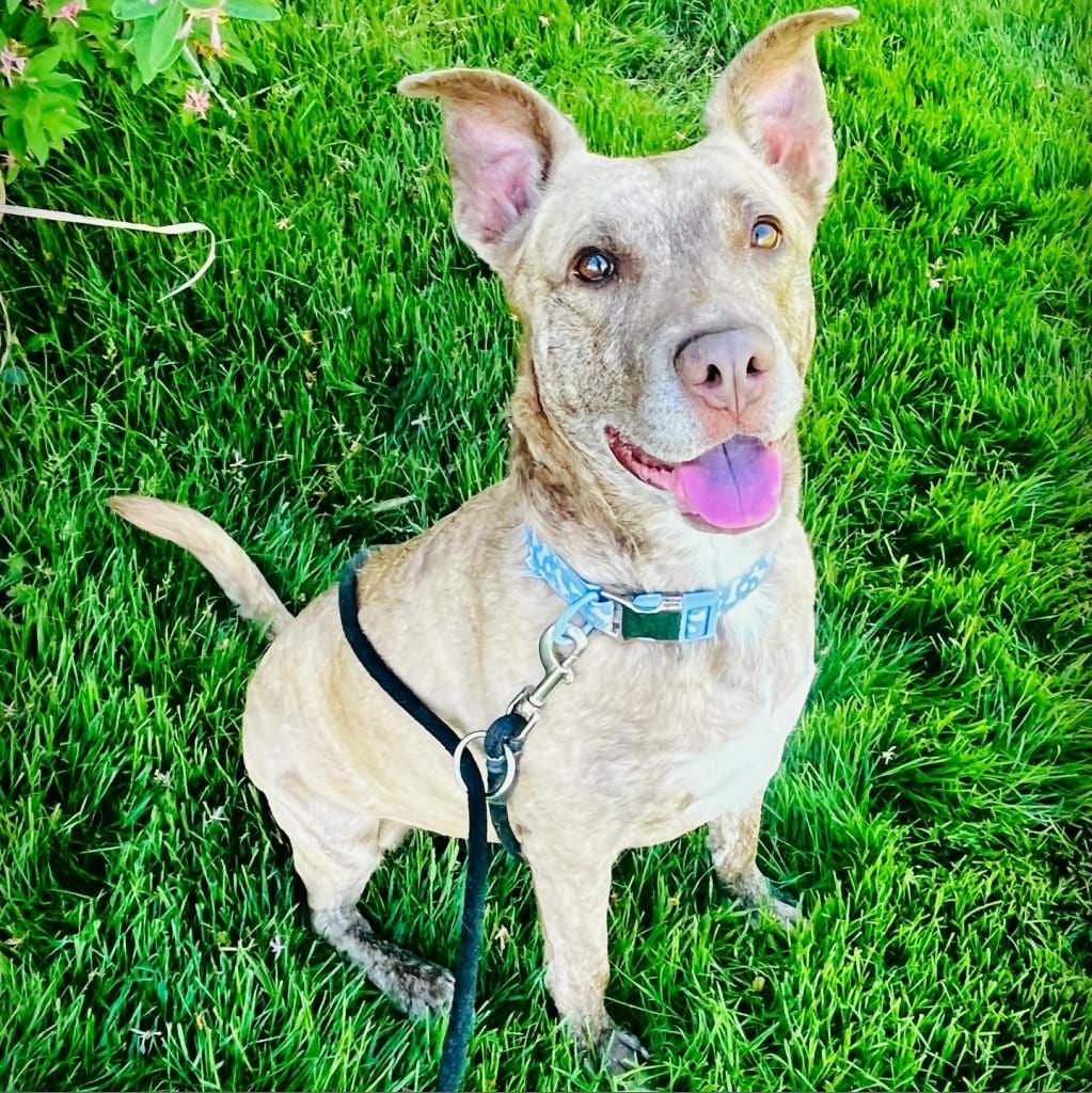 Photo of Dixie Loo, adoptable senior Mixed Breed (Medium) in Grand Rapids, Michigan