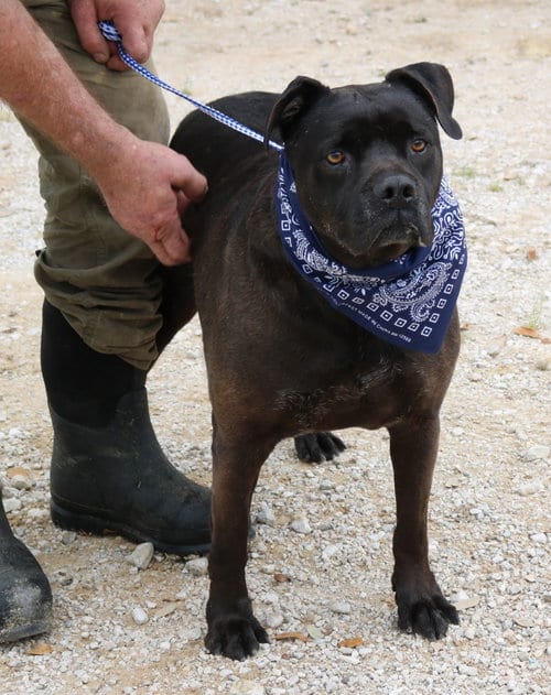 Photo of Bob, adoptable senior Mastiff in Bandera, Texas