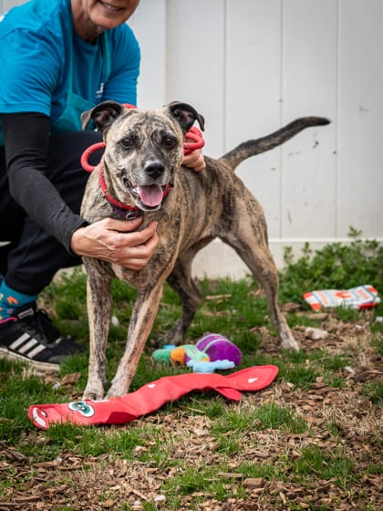 Photo of Juniper, adoptable senior dog in Chamblee, Georgia