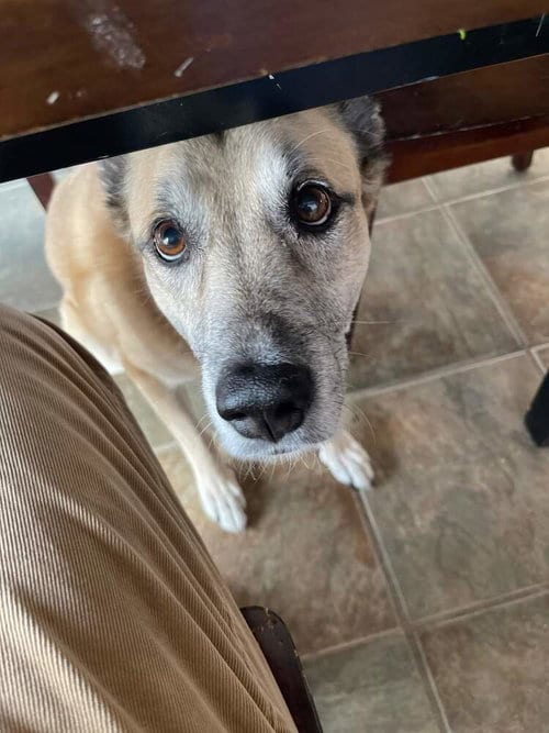 Sarge Tennis Pro, adoptable senior German Shepherd Dog in Caldwell, NJ