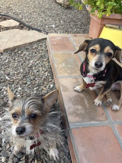 Photo of Mango & Papaya, adoptable senior Chihuahua in Tucson, Arizona