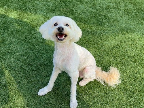 Photo of Cooper, adoptable senior Poodle (Miniature) in Orange, California