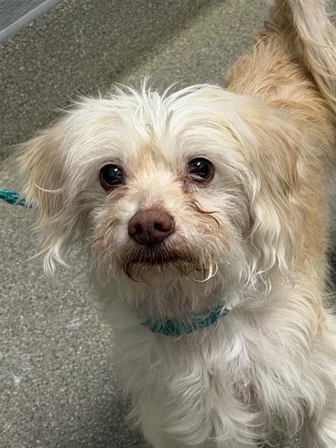 Photo of Gale, adoptable senior Maltese in Las Vegas, Nevada