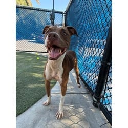Photo of Kong, adoptable senior Terrier (Unknown Type, Medium) in Doral, Florida
