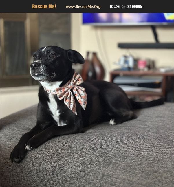 Photo of Shiloh, adoptable senior Mountain Cur in Chandler, Arizona