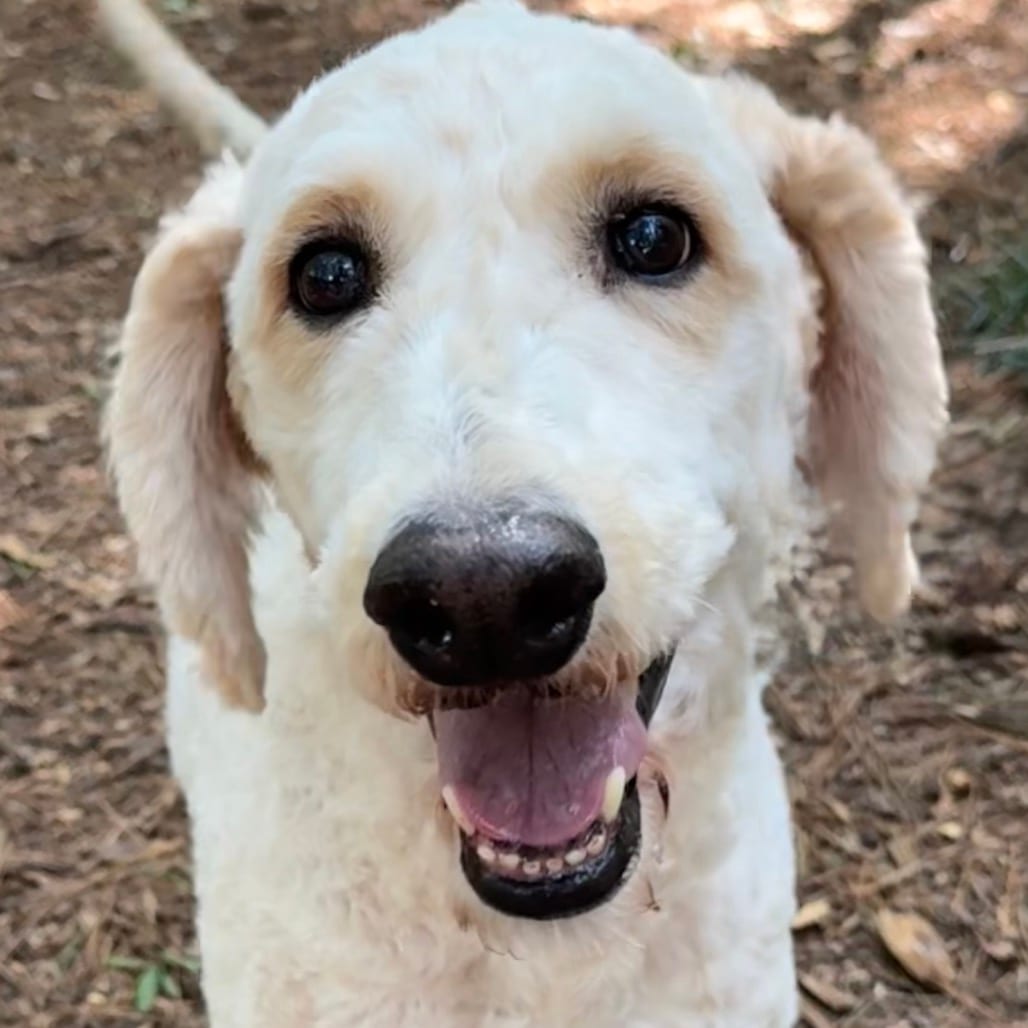 Photo of Gouda, adoptable senior Poodle / Retriever, Golden in Decatur, Georgia
