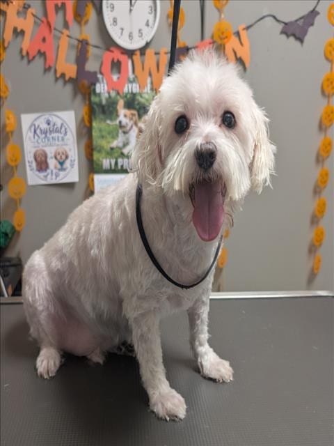 Photo of Dandy, adoptable senior Maltese in Las Vegas, Nevada