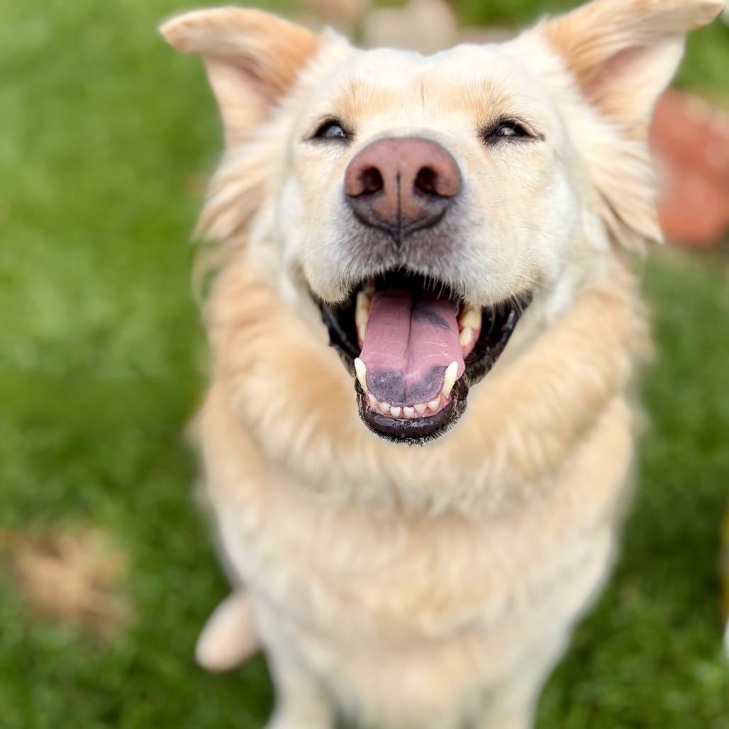 Photo of Blondie, adoptable senior Retriever, Golden / Mix in Kanab, Utah