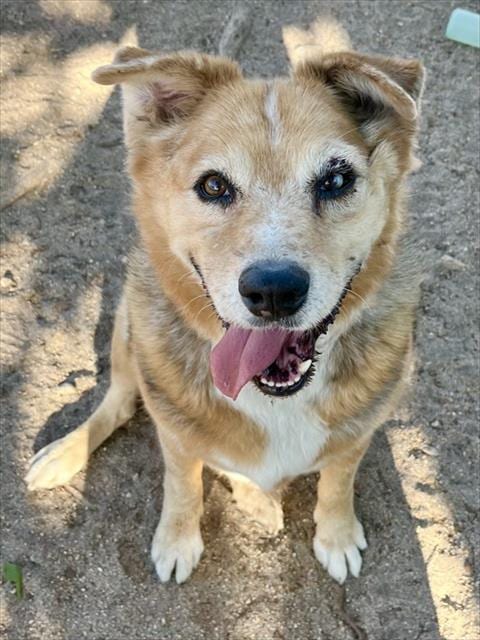 Photo of Senior Australian Shepherd mix, adoptable senior Australian Shepherd mix in Devore, California