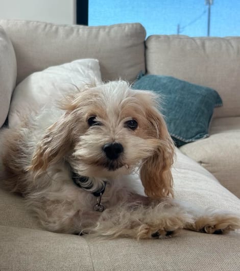 Photo of Happy, adoptable senior Spaniel in San Diego, California