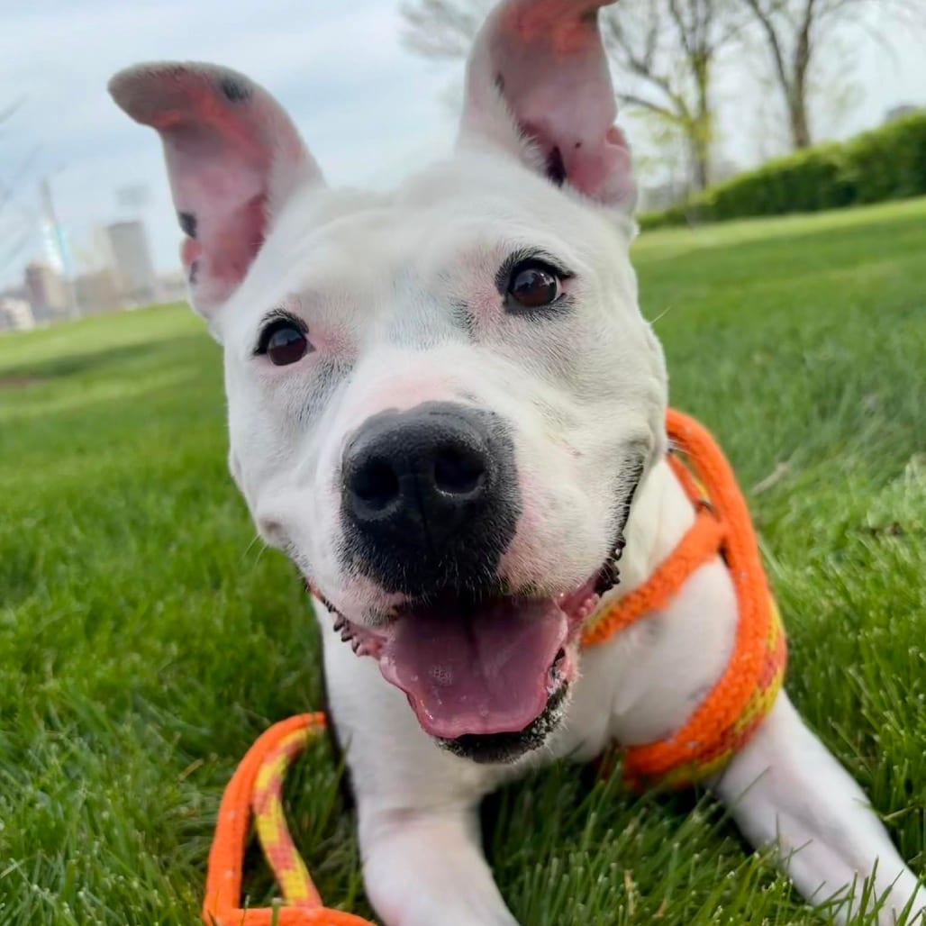 Photo of Letter Lucy, adoptable senior Mixed Breed (Large) in St. Louis, Missouri